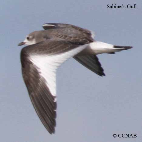 Sabine's Gull