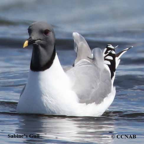 Sabine's Gull