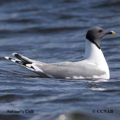 Birds of North America