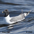 Sabine's Gull range map