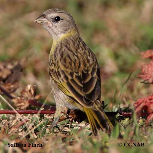 Saffron Finch