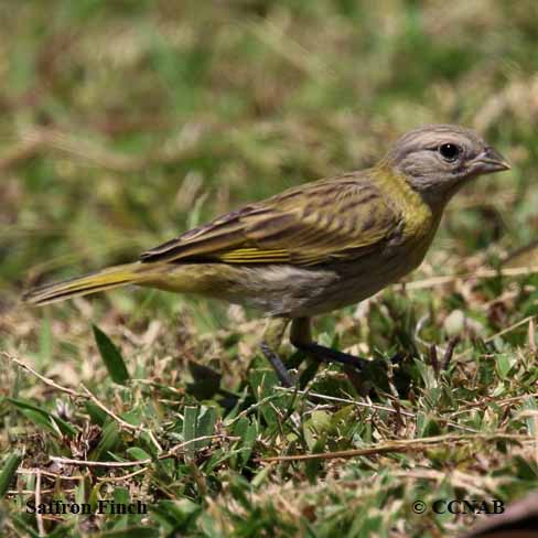 Saffron Finch