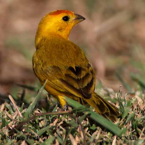 Saffron Finch