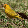 Saffron Finch range map