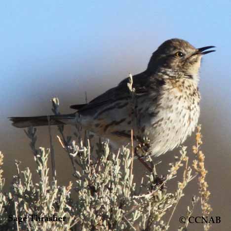 Sage Thrasher