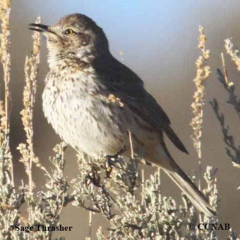 Sage Thrasher