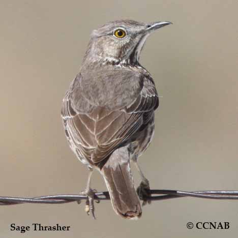 Sage Thrasher