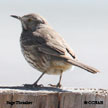 Sage Thrasher range map