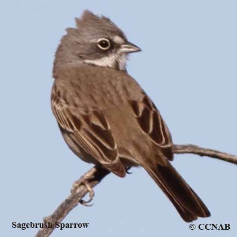 Sparrow