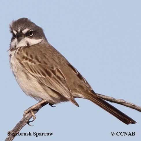 Sparrow