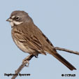 Sagebrush Sparrow range map