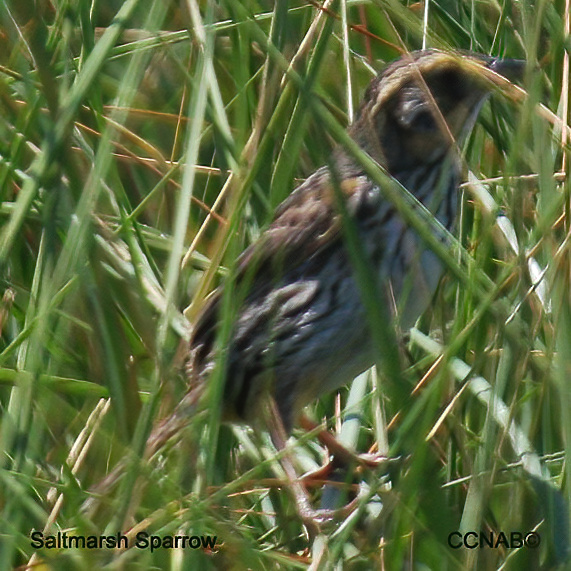 Saltmarsh Sparrow