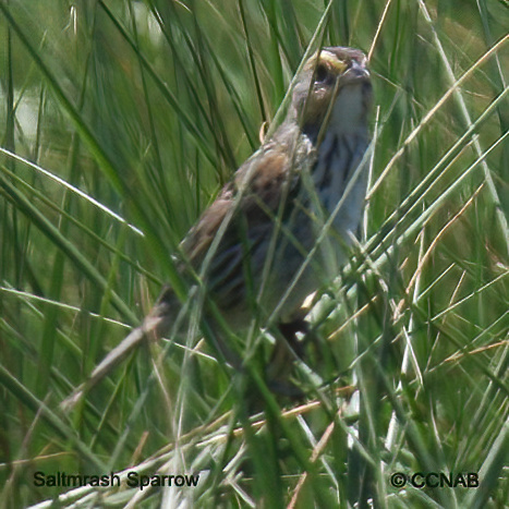 Saltmarsh Sparrow