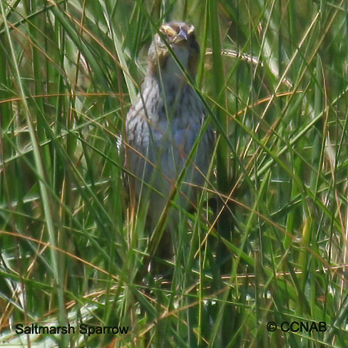 Saltmarsh Sparrow