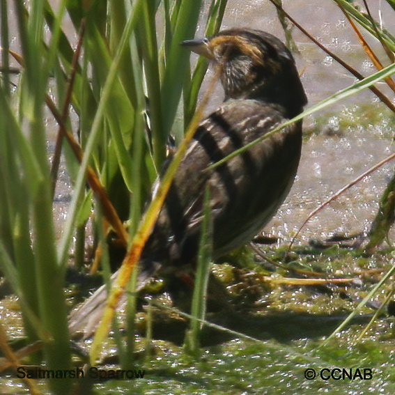 Saltmarsh Sparrow