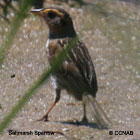 Saltmarsh Sparrow range map