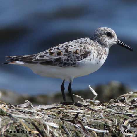 Sanderling