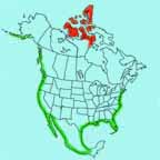 Sanderling range map