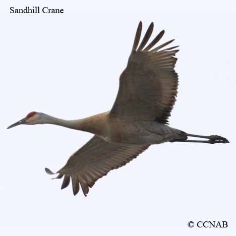 Birds of North America