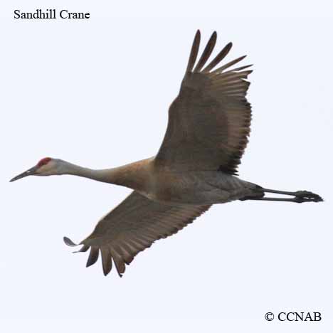 Sandhill Crane