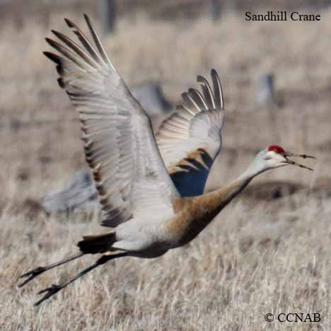 Sandhill Crane