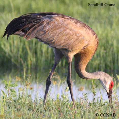 Sandhill Crane