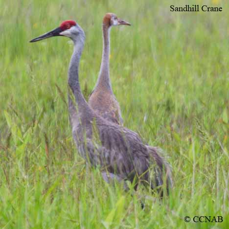 North American Cranes