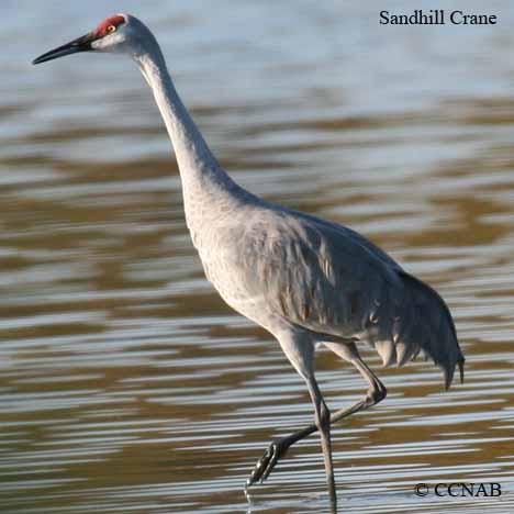 Birds of North America