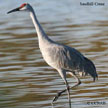 Sandhill Crane range map