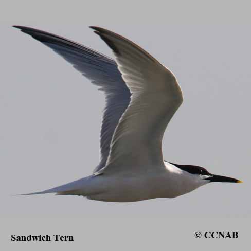 Sandwich Tern