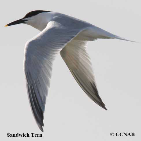 Sandwich Tern