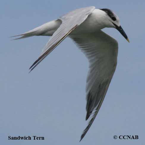 Sandwich Tern