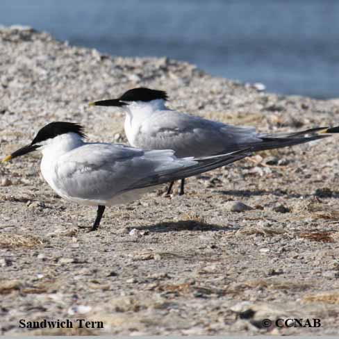 Sandwich Tern