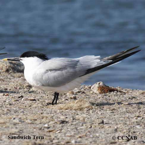 Sandwich Tern