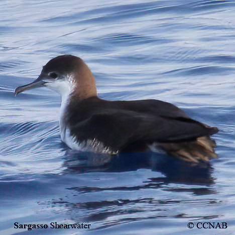 Birds of Cuba