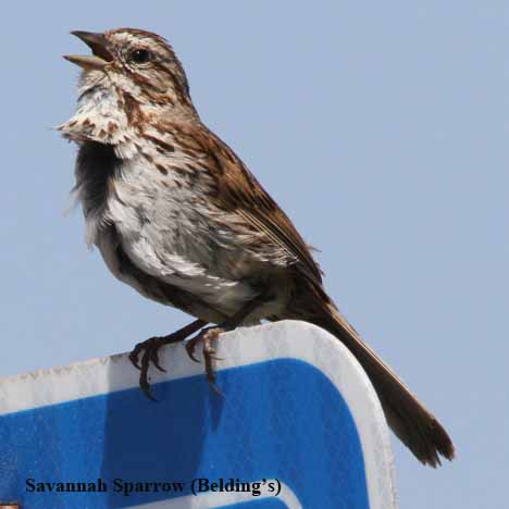 Savannah Sparrow (Belding's)