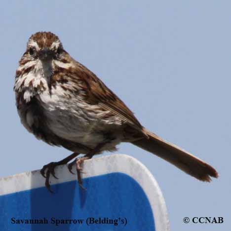 Savannah Sparrow (Belding's)