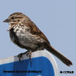 Savannah Sparrow (Belding's) range map