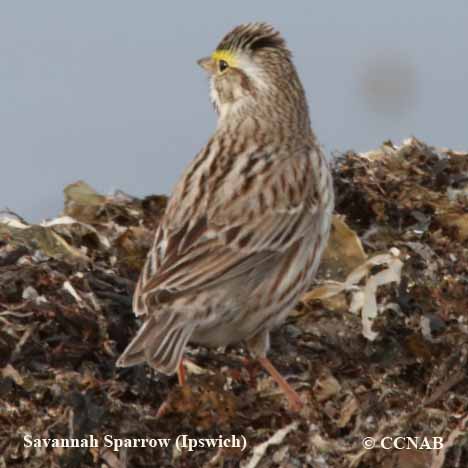 Savannah Sparrow (Ipswich)