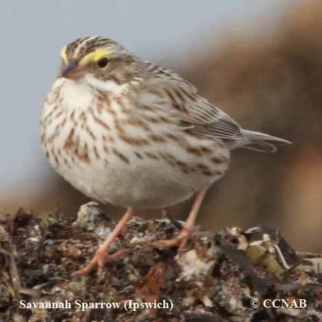 Savannah Sparrow (Ipswich)