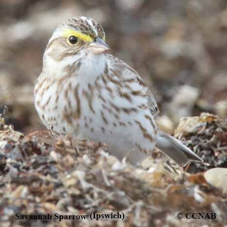 Savannah Sparrow (Ipswich)