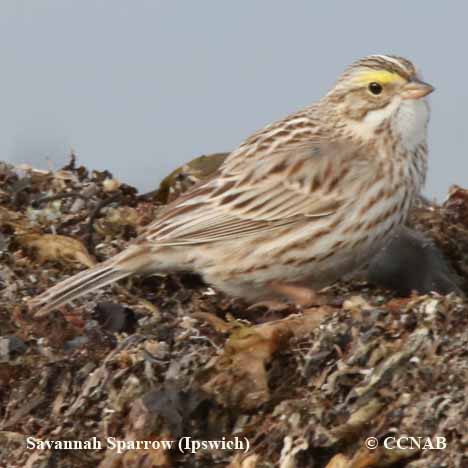 Savannah Sparrow (Ipswich)