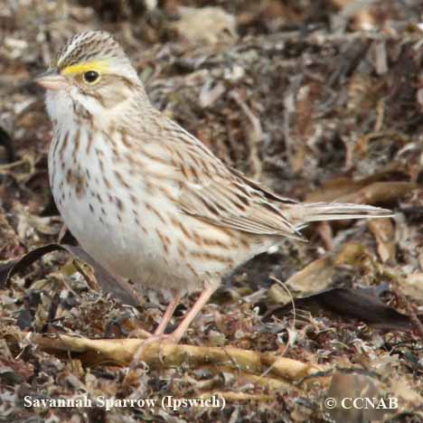 Savannah Sparrow (Ipswich)