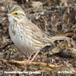 Savannah Sparrow (Ipswich) range map