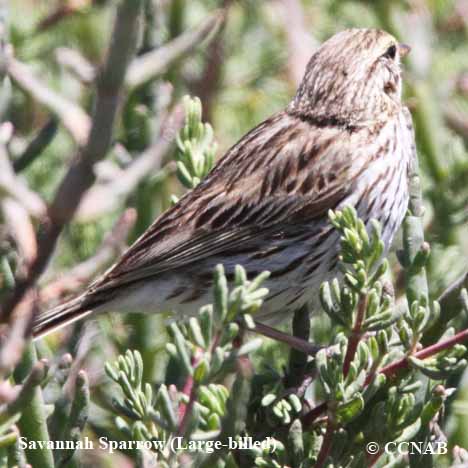 Savannah Sparrow (Large-billed)