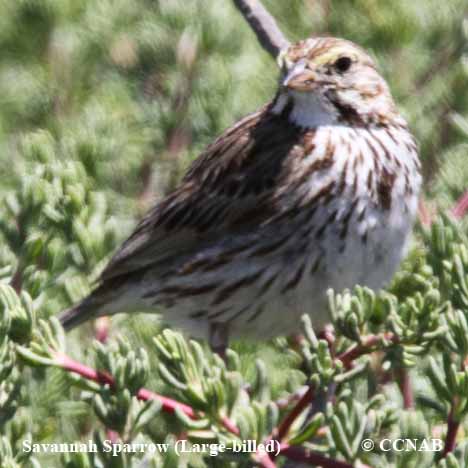 Savannah Sparrow (Large-billed)