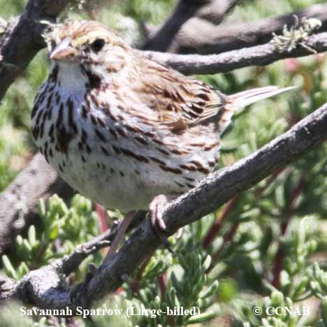 Savannah Sparrow (Large-billed)