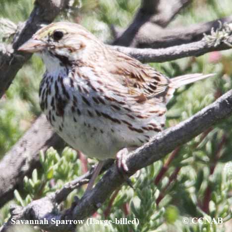 Savannah Sparrow (Large-billed)