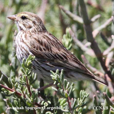 Birds of North America