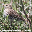 Savannah Sparrow (Large-billed) range map